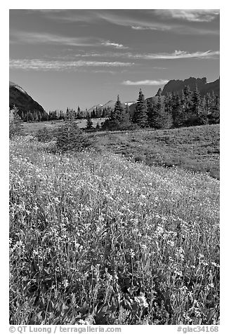 Wildflower meadow, Logan Pass, early morning. Glacier National Park, Montana, USA.