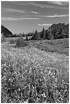 Wildflower meadow, Logan Pass, early morning. Glacier National Park, Montana, USA. (black and white)