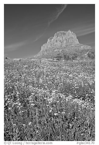 Carpet of alpine flowers and Clemens Mountain, Logan Pass. Glacier National Park, Montana, USA.