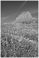 Carpet of alpine flowers and Clemens Mountain, Logan Pass. Glacier National Park, Montana, USA. (black and white)