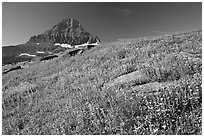 Alpine wildflowers and Reynolds Mountain, Logan Pass, morning. Glacier National Park, Montana, USA. (black and white)