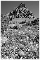 Meadow with wildflowers below Clemens Mountain, Logan Pass. Glacier National Park, Montana, USA. (black and white)