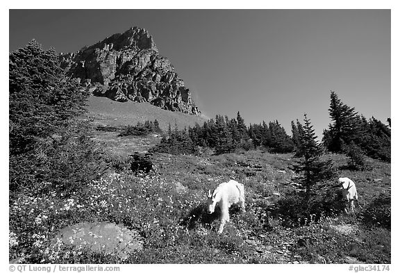 Mountain goats in wildflower meadow below Clemens Mountain, Logan Pass. Glacier National Park, Montana, USA.