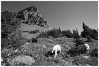 Mountain goats in wildflower meadow below Clemens Mountain, Logan Pass. Glacier National Park, Montana, USA. (black and white)