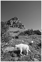 Mountain goat and cub in a meadown below Clemens Mountain, Logan Pass. Glacier National Park, Montana, USA. (black and white)