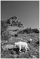 Mountain goat and cub in a meadown below Clemens Mountain, Logan Pass. Glacier National Park ( black and white)