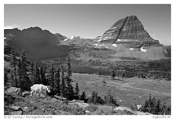 Hidden Lake, Bearhat Mountain, and mountain goat. Glacier National Park, Montana, USA.