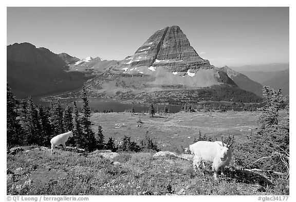 Mountain goats, Hidden Lake, Bearhat Mountain. Glacier National Park, Montana, USA.