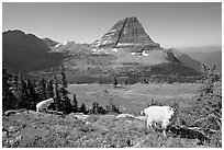 Mountain goats, Hidden Lake, Bearhat Mountain. Glacier National Park, Montana, USA. (black and white)