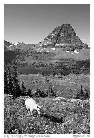 Young mountain goat, with Hidden Lake and Bearhat Mountain in the background. Glacier National Park, Montana, USA.