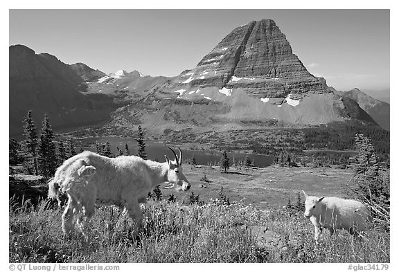 Mountain goat and kid, Hidden Lake and Bearhat Mountain in the background. Glacier National Park, Montana, USA.