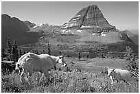 Mountain goat and kid, Hidden Lake and Bearhat Mountain in the background. Glacier National Park, Montana, USA. (black and white)