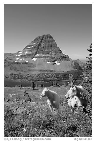 Mountain goats, Hidden Lake and Bearhat Mountain behind. Glacier National Park, Montana, USA.