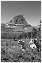 Mountain goats, Hidden Lake and Bearhat Mountain behind. Glacier National Park, Montana, USA. (black and white)