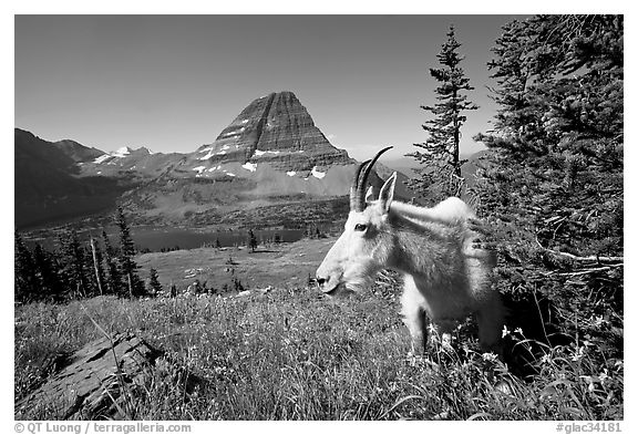 Mountain goat, Hidden Lake and Bearhat Mountain behind. Glacier National Park, Montana, USA.