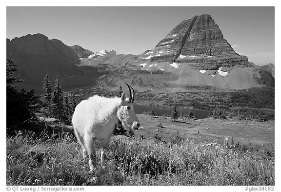 Mountain goat, Hidden Lake and Bearhat Mountain. Glacier National Park (black and white)