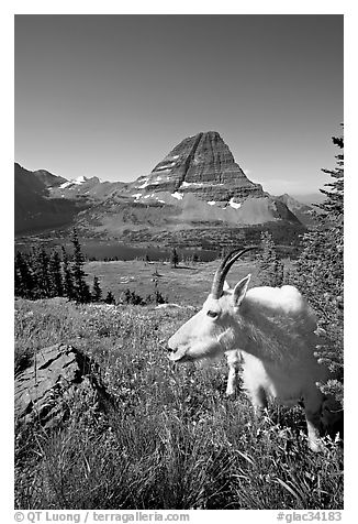 Mountain goat seen at close range near Hidden Lake overlook. Glacier National Park (black and white)