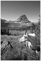 Mountain goat seen at close range near Hidden Lake overlook. Glacier National Park, Montana, USA. (black and white)