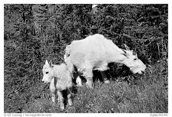 Mountain goat and kid. Glacier National Park (black and white)