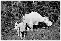 Mountain goat and kid. Glacier National Park, Montana, USA. (black and white)