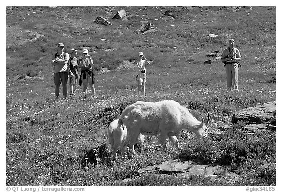 Hikers watching mountains goats near Logan Pass. Glacier National Park, Montana, USA.