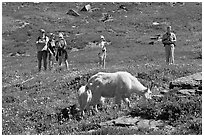 Hikers watching mountains goats near Logan Pass. Glacier National Park, Montana, USA. (black and white)