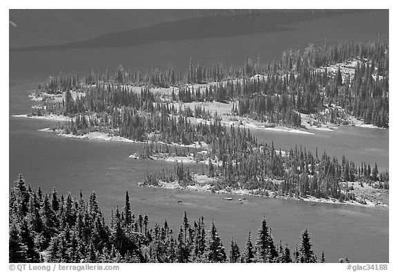 Conifers and Hidden Lake. Glacier National Park, Montana, USA.