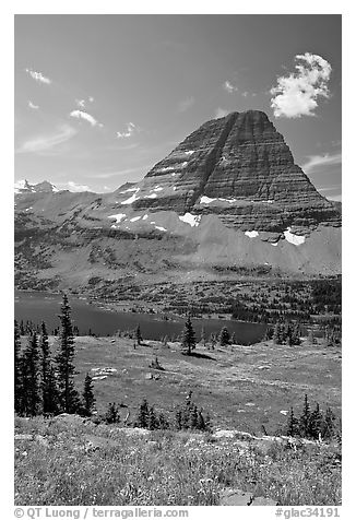 Alpine Meadows with wildflowers, Hidden Lake and Bearhat Mountain behind. Glacier National Park, Montana, USA.