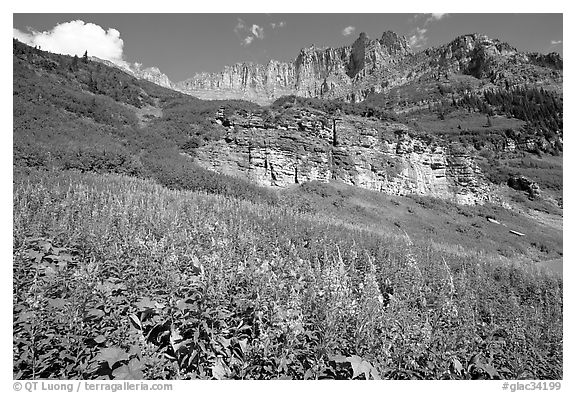 Fireweed below the Garden Wall. Glacier National Park, Montana, USA.