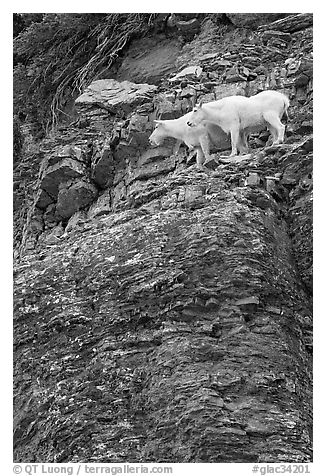 Mountain goats high on a ledge. Glacier National Park, Montana, USA.
