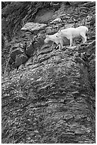 Mountain goats high on a ledge. Glacier National Park, Montana, USA. (black and white)