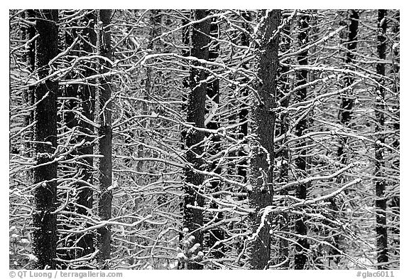 Snowy trees in winter. Glacier National Park (black and white)