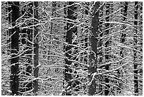 Snowy trees in winter. Glacier National Park, Montana, USA. (black and white)