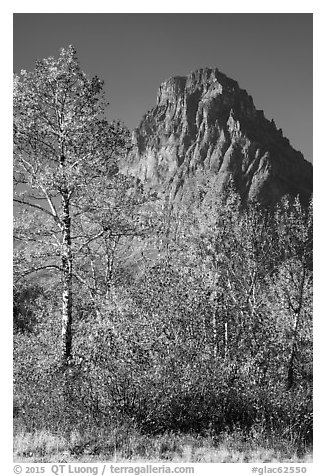 Autumn foliage and Rising Wolf Mountain. Glacier National Park (black and white)