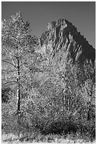 Autumn foliage and Rising Wolf Mountain. Glacier National Park ( black and white)