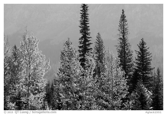 Trees in autumn foliage and firs. Glacier National Park (black and white)