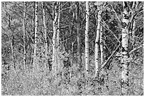 Forest in autumn, Saint Mary. Glacier National Park ( black and white)