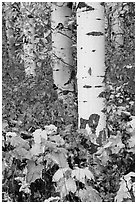 Shurbs and trunks in autumn. Glacier National Park ( black and white)