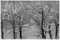 Cottonwoods in autumn colors, Saint Mary Lake. Glacier National Park ( black and white)