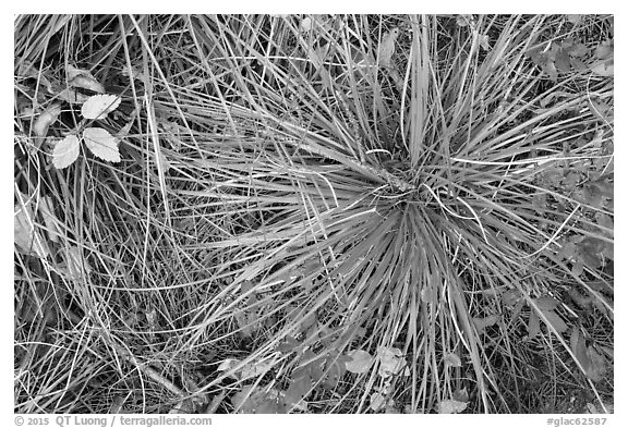 Close-up of forest floor with grasses and shrubs in autumn. Glacier National Park (black and white)