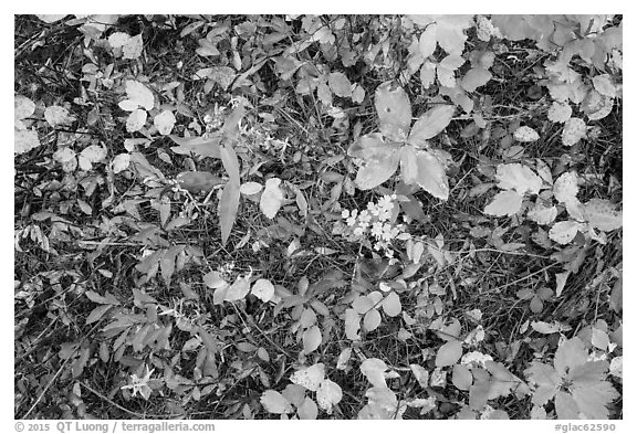 Close-up of forest floor with colorful shurbs in autumn. Glacier National Park (black and white)