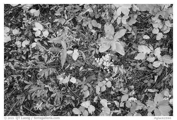 Black and White Picture/Photo: Close-up of forest floor with colorful ...