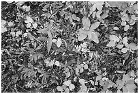 Close-up of forest floor with colorful shurbs in autumn. Glacier National Park ( black and white)