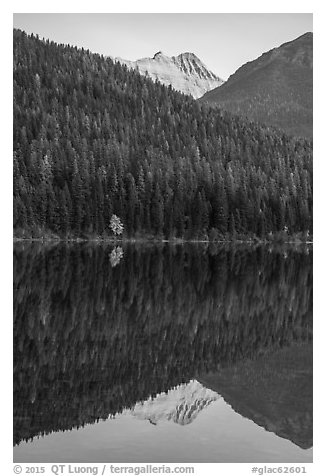 Peak, forest with autumn color accent, Bowman Lake. Glacier National Park (black and white)