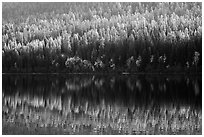Conifer forest with autumn color accents and reflection, Bowman Lake. Glacier National Park ( black and white)