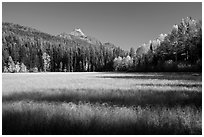Shadows in autumn meadow. Glacier National Park ( black and white)