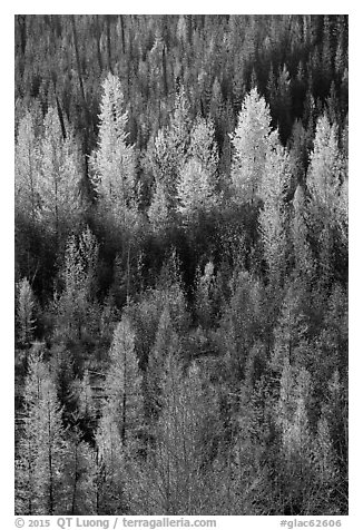 Aspen in various stage of fall foliage, North Fork. Glacier National Park (black and white)
