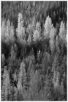 Aspen in various stage of fall foliage, North Fork. Glacier National Park ( black and white)