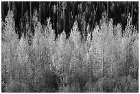 Aspen in autumn foliage, North Fork. Glacier National Park ( black and white)