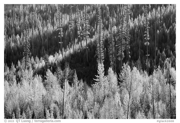 Aspen in autumn foliage and forested hillside, North Fork. Glacier National Park (black and white)